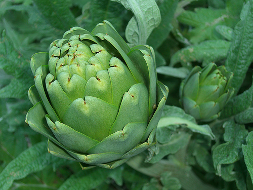 artichokes photo
