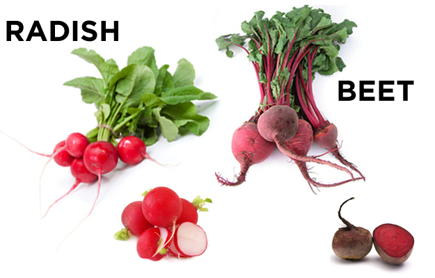Radish vs. Beet