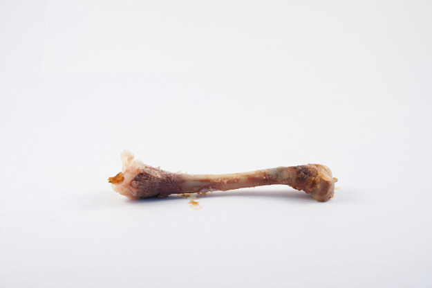 Animal Bones