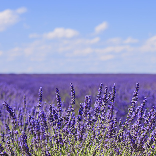 Smelling lavender helps you sleep and decreases stress.