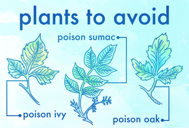 And finally, get familiar with these poisonous plants so you don't get screwed.