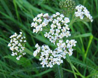 yarrow herbal steam bath to treat acne naturally