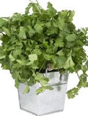 Cilantro