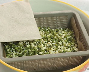 bean-sprouts